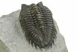 Detailed Coltraneia Trilobite Fossil - Huge Faceted Eyes #273801-5